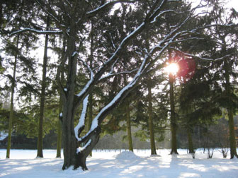 Bäume